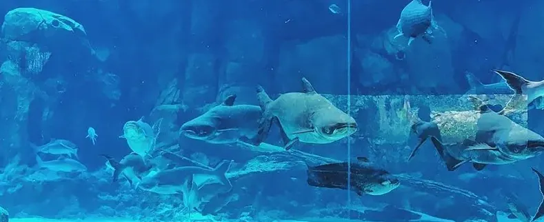 River Safari Underwater