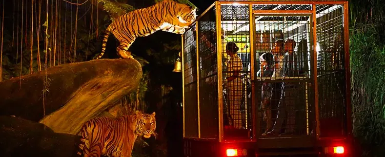 Night Safari Tiger