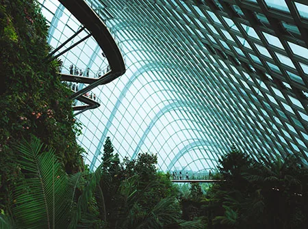 Cloud Forest